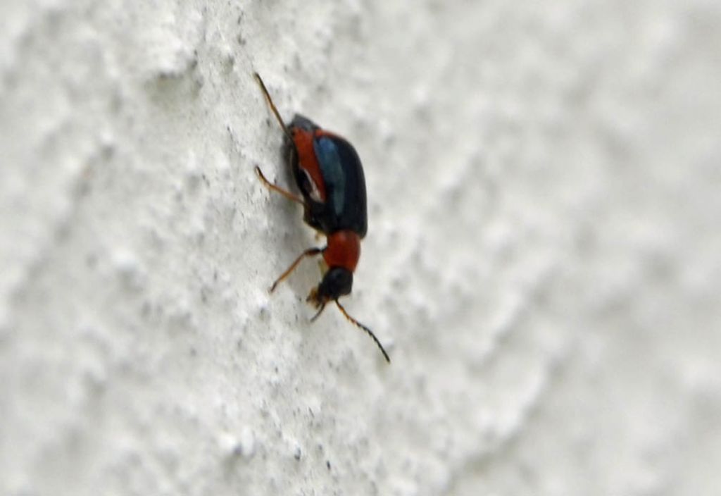 Ebaeus sp., Malachiidae